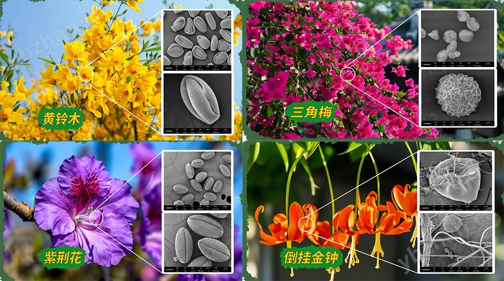 國(guó)產(chǎn)掃描電子顯微電鏡