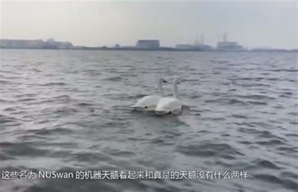 新加坡發明機器天鵝 可實時監測水質狀況